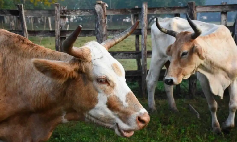 Captura de pantalla 2026-01-07 a la(s) 15.25.02