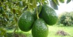 aguacate-1-770x392