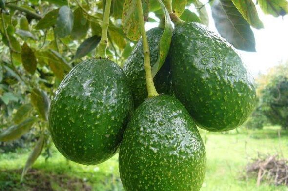 aguacate-1-770x392