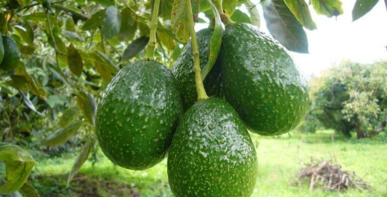 aguacate-1-770x392