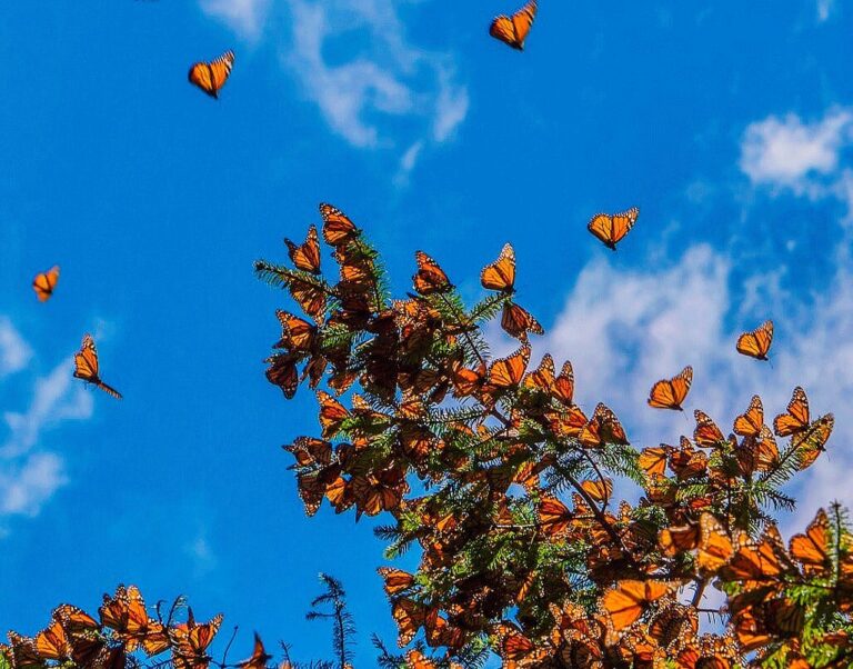 the-orange-and-black