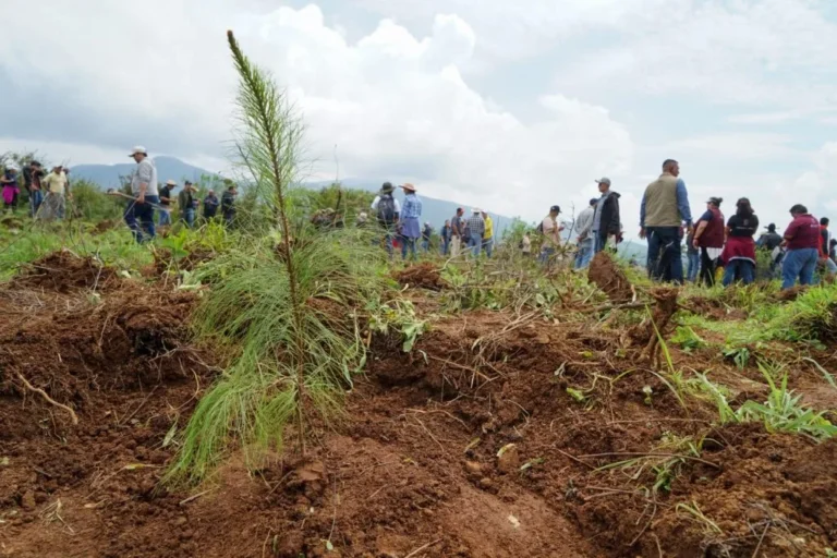Reforestacion-en-Michoacan-1024x683.jpg
