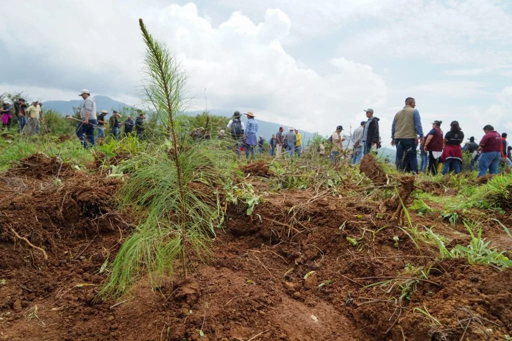 Reforestacion-en-Michoacan-1024x683.jpg