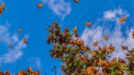 MARIPOSAS-MONARCAS-1280x720