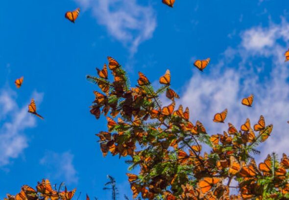 MARIPOSAS-MONARCAS-1280x720